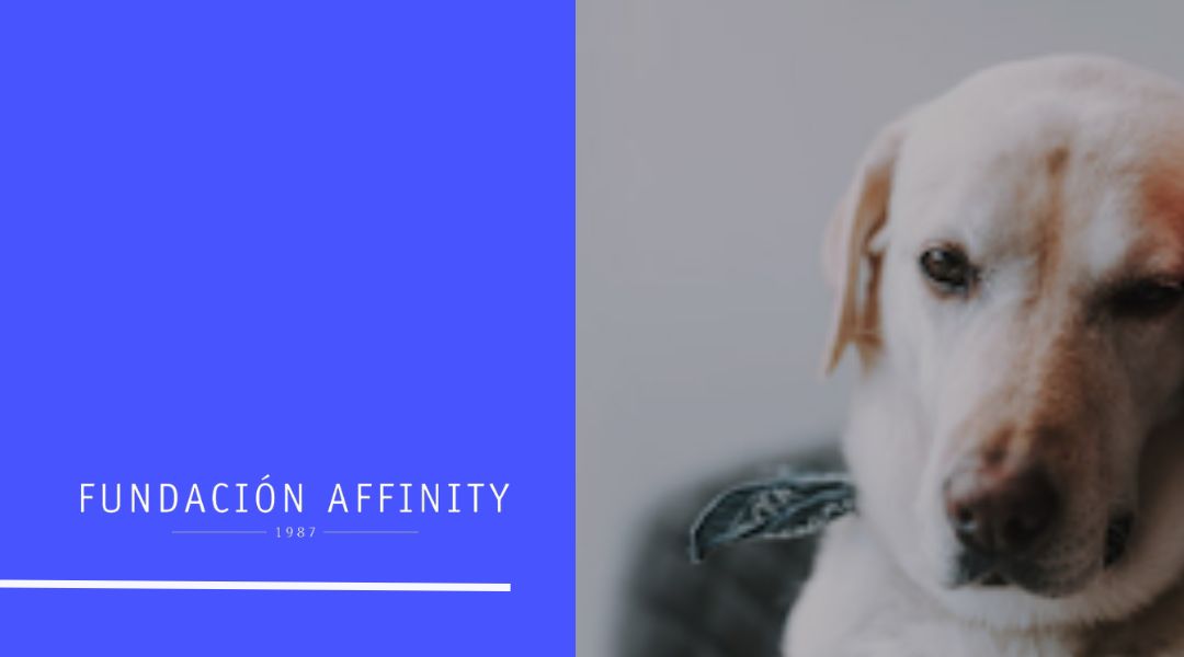 Affinity_project